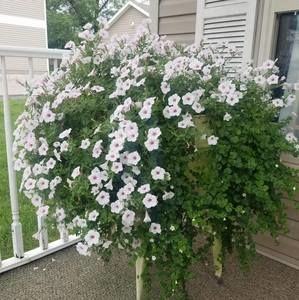 Meet your Posher, Jill